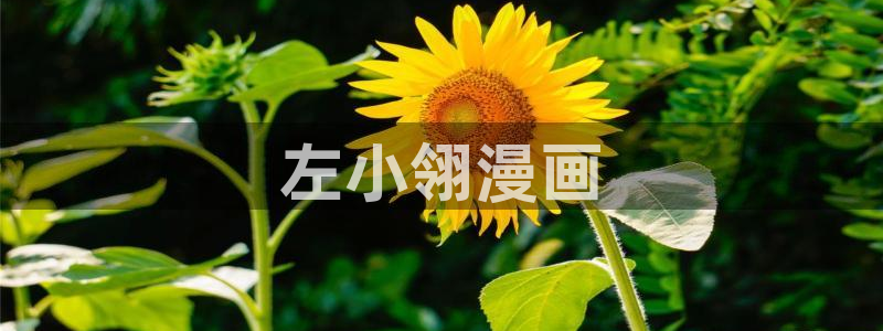 妖精漫画虫虫漫画官网：左小翎漫画