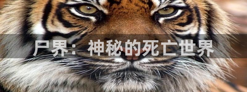 虫虫漫画吧1000字：尸界：神秘的死亡世界